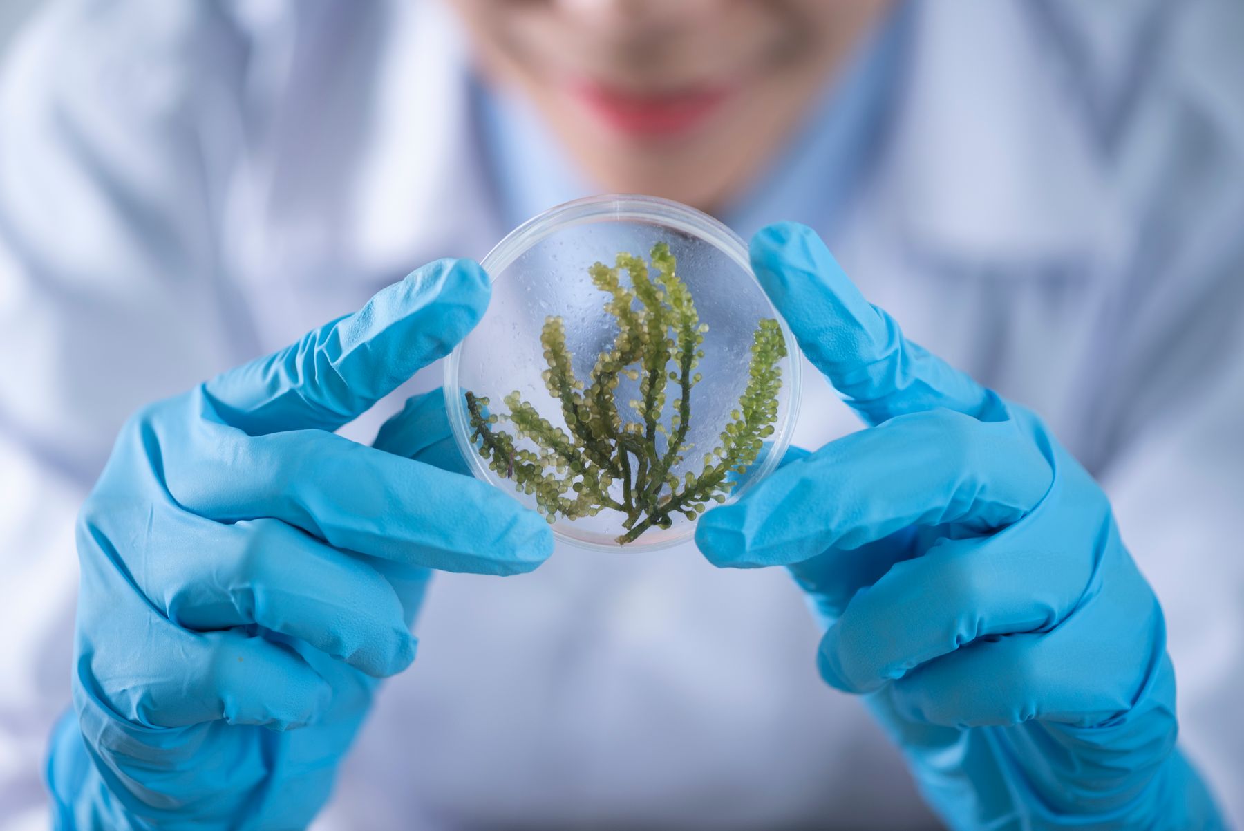 Gloved hands holding a petri dish